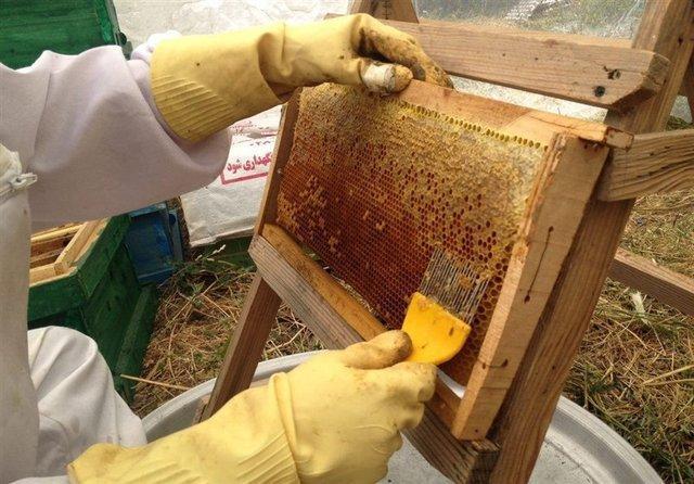 فراوری 400 تن عسل در گلستان