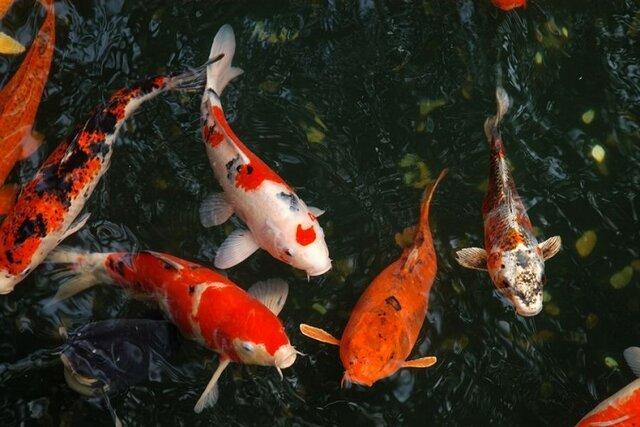 تمایل نداشتن پرورش دهندگان ماهی زینتی خراسان شمالی بر افزایش فراوری