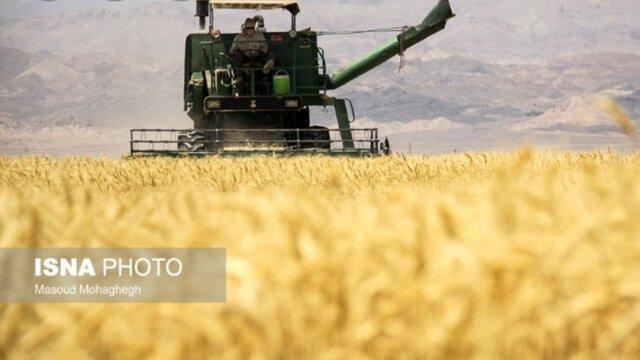 برآورد تولید بیش از 850 هزار تن گندم در کرمانشاه برآورد فراوری بیش از 850 هزار تن گندم در کرمانشاه