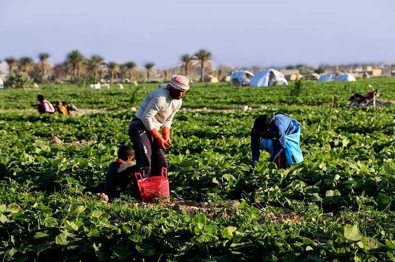 خبرنگاران تدوین برنامه جامع جهش فراوری در بخش کشاورزی استان بوشهر لازم است
